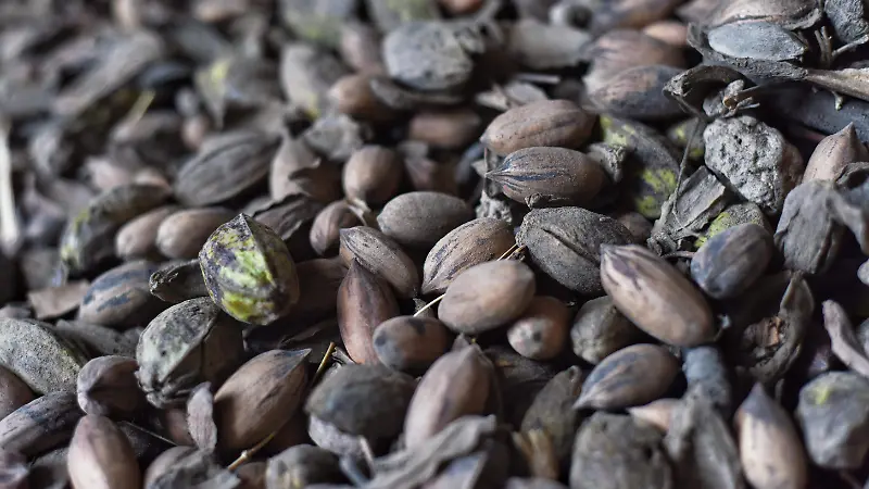 Productores de nuez le apuestan a lo orgánico